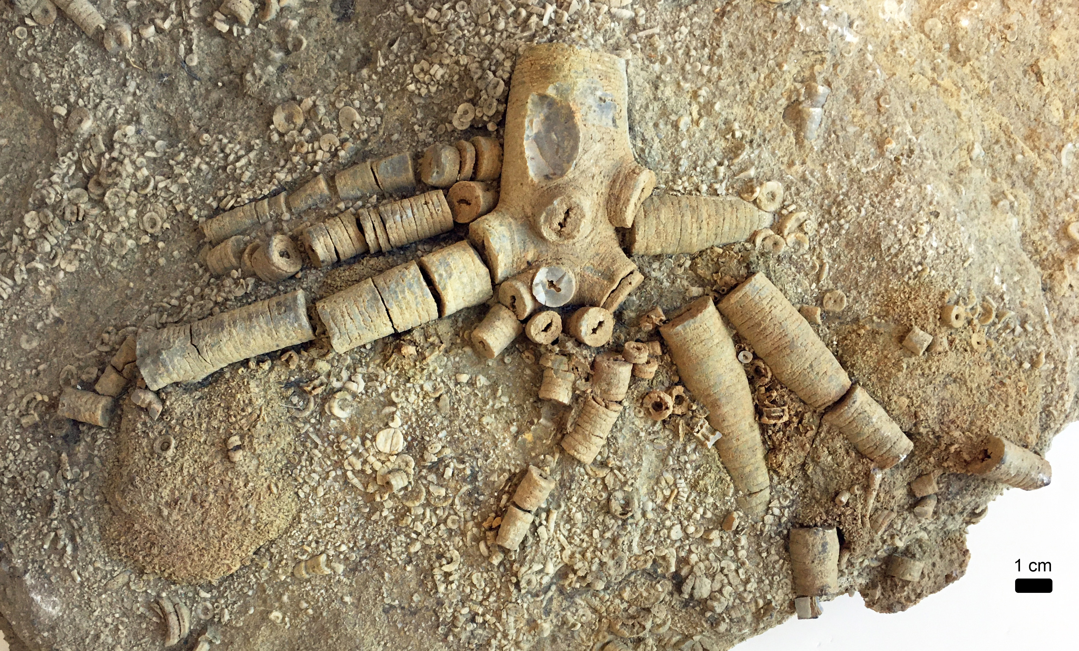 Fossil of the month: Crinoid Holdfasts